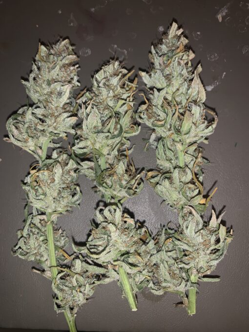 NLGUM F3 (Northern Lights #1 x Waichin Valley) - Image 2