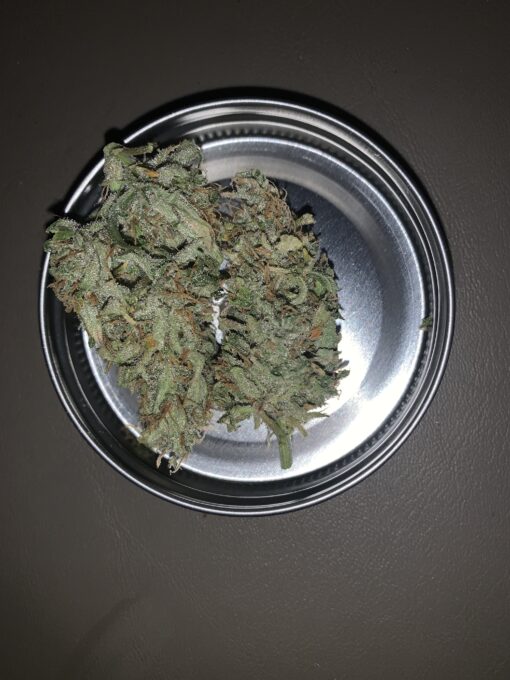 NLGUM F3 (Northern Lights #1 x Waichin Valley) - Image 3
