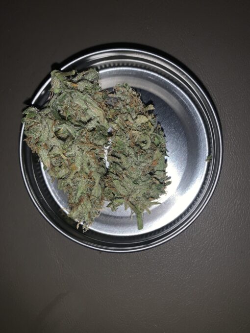 NLGUM F3 (Northern Lights #1 x Waichin Valley) - Image 3