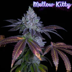 Mellow Kitty - Feminized Seeds