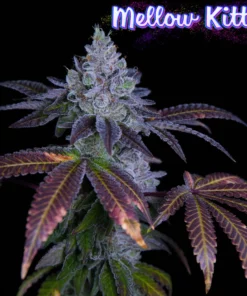 Mellow Kitty - Feminized Seeds