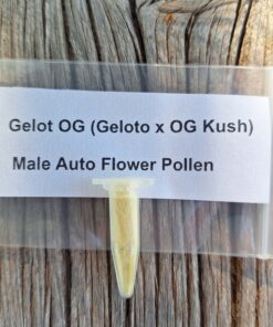 Gelot OG (Geloto x OG Kush) Male Auto Flower Pollen