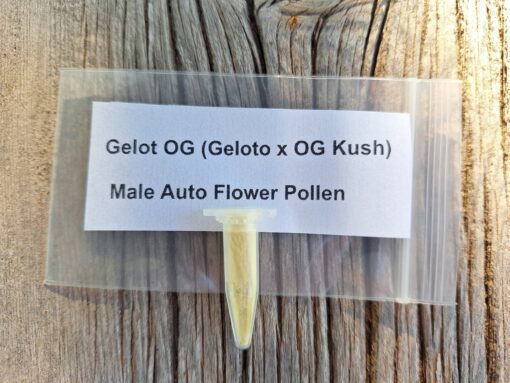 Gelot OG (Geloto x OG Kush) Male Auto Flower Pollen