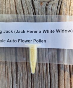 Big Jack (Jack Herer x White Widow) Male Auto Flower Pollen