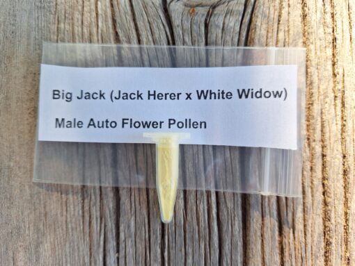 Big Jack (Jack Herer x White Widow) Male Auto Flower Pollen