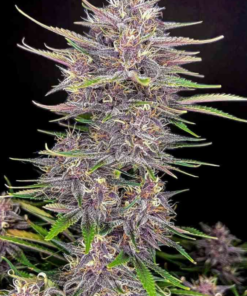 Banana Purple Punch x Big Jack (Jack Herer x White Widow) - Auto Flower Regular 13pk