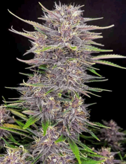 Banana Purple Punch x Big Jack (Jack Herer x White Widow) - Auto Flower Regular 13pk