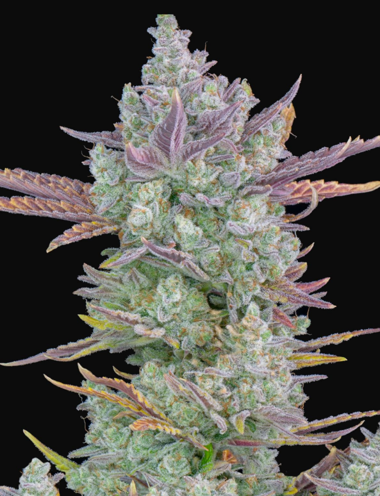 Gorilla Jack (Gorilla Cookies) x (Jack Herer x White Widow) Auto