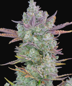 Gorilla Jack (Gorilla Cookies) x (Jack Herer x White Widow) - Auto Flower Regular 13pk