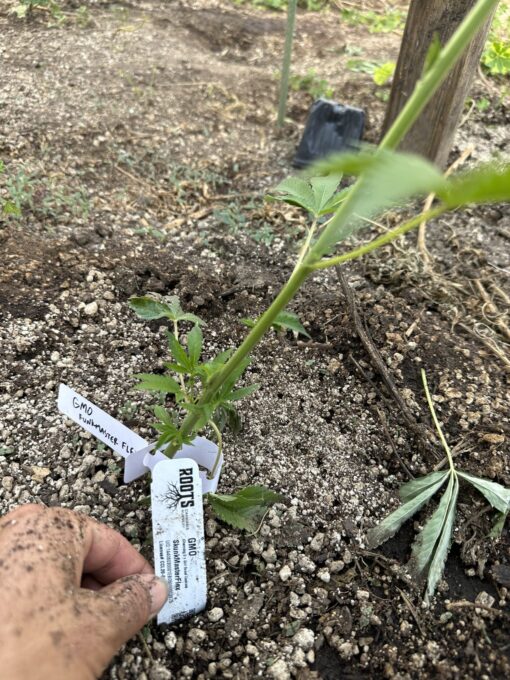 GMO skunkmasterflex clone - Image 2