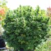 Legendary Black Cherry Soda plant outdoors
