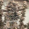 Chimera #2 clone rooted Beleaf