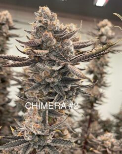 Chimera #2 clone rooted Beleaf