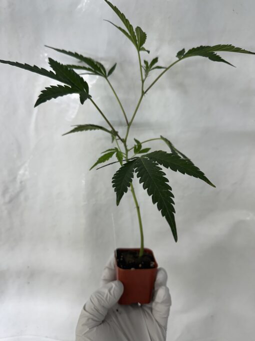 GMO skunkmasterflex clone