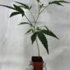 Super Lemon Haze clone clones