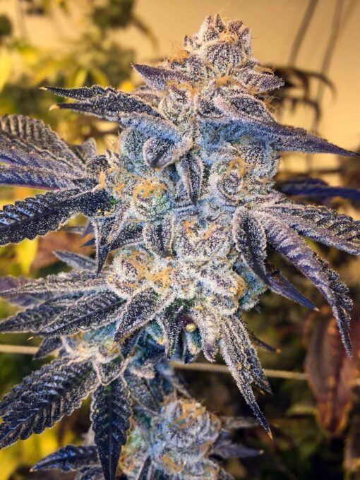 GSC Girlscout Cookies CO (berner’s cut)