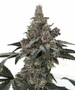 Governmint Oasis rooted clones PCG