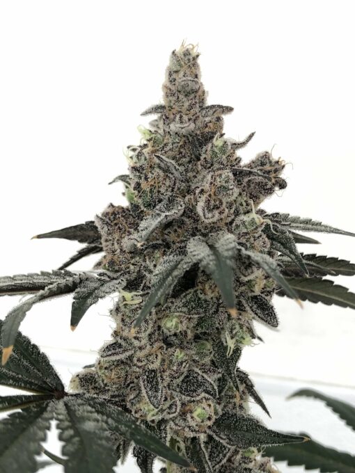 Governmint Oasis rooted clones PCG