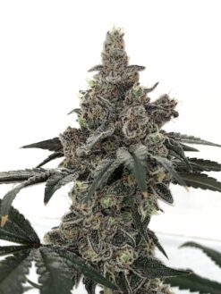 Governmint Oasis rooted clones PCG