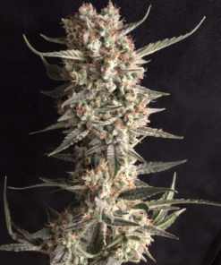 Jacked Cookies (Girls Scout Cookies) x ( Big Jack) Auto Flower Regular 13pk