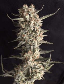 Jacked Cookies (Girls Scout Cookies) x ( Big Jack) Auto Flower Regular 13pk