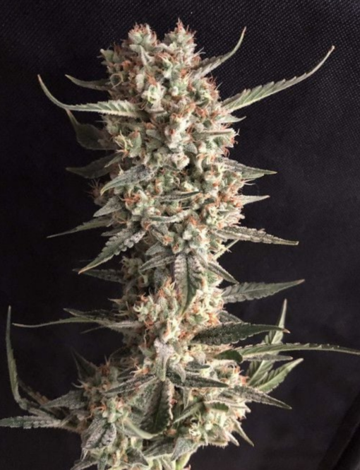 Jacked Cookies (Girls Scout Cookies) x ( Big Jack) Auto Flower Regular 13pk
