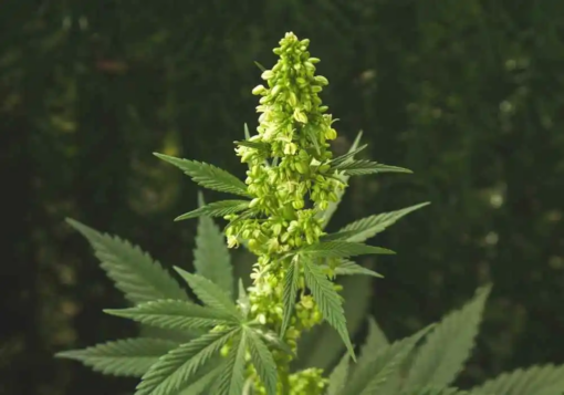 (NL x Big Bud) x Big Jack Male Auto Flower Pollen - Image 2
