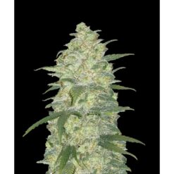 Northern Jack (NL x Big Bud) x Big Jack (Jack Herer x White Widow) - Auto Flower Regular 13pk
