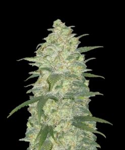 Northern Jack (NL x Big Bud) x Big Jack (Jack Herer x White Widow) - Auto Flower Regular 13pk