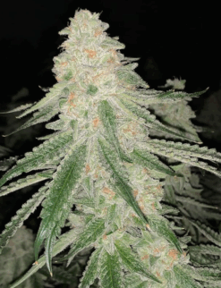 OG Kush Jack (OG Kush) x (Jack Herer x White Widow) - Auto Flower Regular 13pk