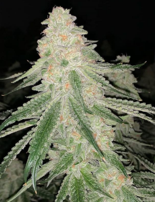 OG Kush Jack (OG Kush) x (Jack Herer x White Widow) - Auto Flower Regular 13pk