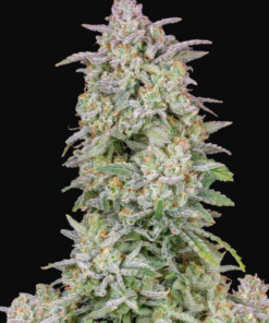 Runtz x Big Jack (Jack Herer x White Widow) - Auto Flower Regular 13pk