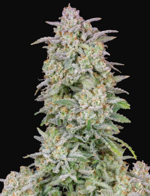 Runtz x Big Jack (Jack Herer x White Widow) - Auto Flower Regular 13pk
