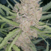 Strawberry Jack (Strawberry Banana) x (Jack Herer x White Widow) - Auto Flower Regular 13pk