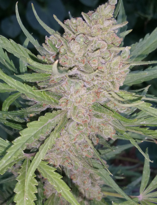 Strawberry Jack (Strawberry Banana) x (Jack Herer x White Widow) - Auto Flower Regular 13pk