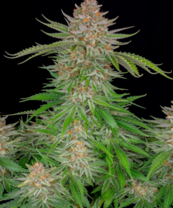 Strawberry Pie x Big Jack (Jack Herer x White Widow) - Auto Flower Regular 13pk