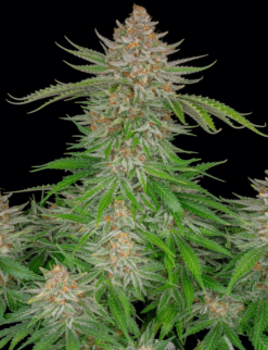 Strawberry Pie x Big Jack (Jack Herer x White Widow) - Auto Flower Regular 13pk