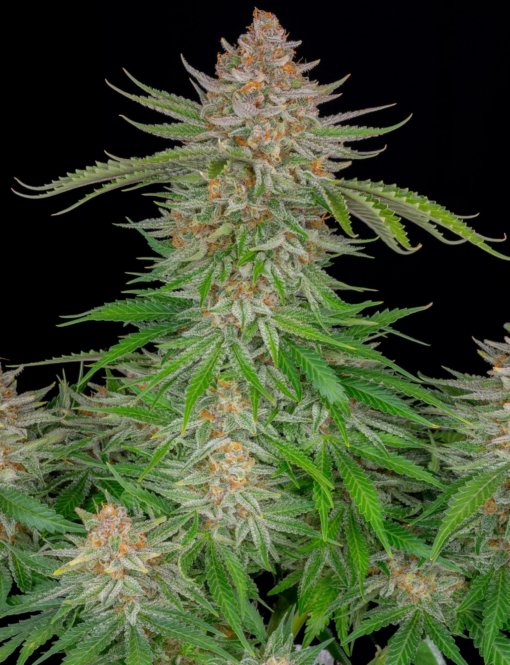 Strawberry Pie x Big Jack (Jack Herer x White Widow) - Auto Flower Regular 13pk