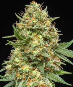 Wedding Cake x Big Jack (Jack Herer x White Widow) - Auto Flower Regular 13pk