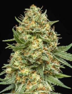 Wedding Cake x Big Jack (Jack Herer x White Widow) - Auto Flower Regular 13pk