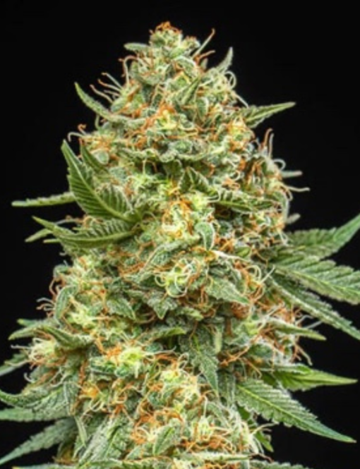 Wedding Cake x Big Jack (Jack Herer x White Widow) - Auto Flower Regular 13pk