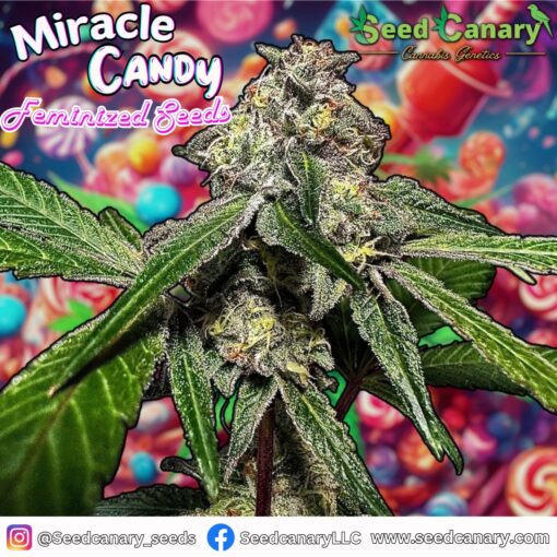 Miracle Candy (Zoomiez x Cap Junky) - Feminized Seeds - Image 2
