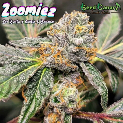 The Candy Box - Candy Themed Cannabis Seed Box - Image 8