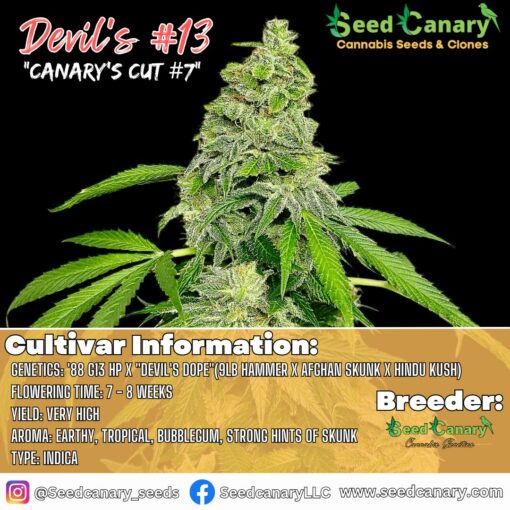 Devil's #13 (Exclusive Clone Drop) - Rooted Clone