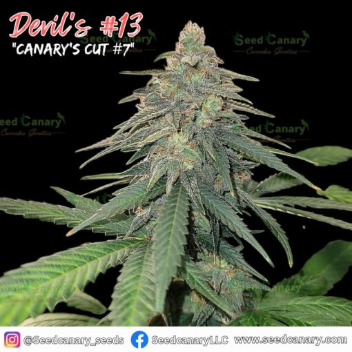 Devil's #13 (Exclusive Clone Drop) - Rooted Clone - Image 3
