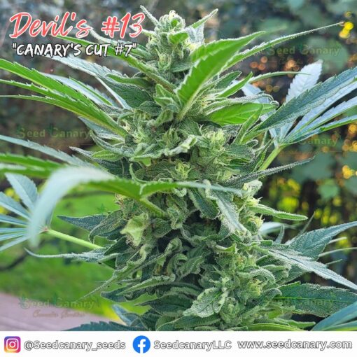 Devil's #13 (Exclusive Clone Drop) - Rooted Clone - Image 8