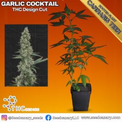 Garlic Cocktail - (THC Design Cut) Fully Rooted Teen