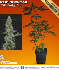 Garlic Cocktail - (THC Design Cut) Fully Rooted Teen