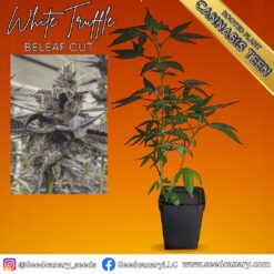White Truffle (Beleaf Cut) Fully Rooted Teen