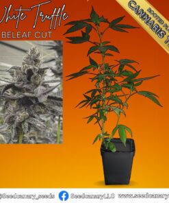 White Truffle (Beleaf Cut) Fully Rooted Teen